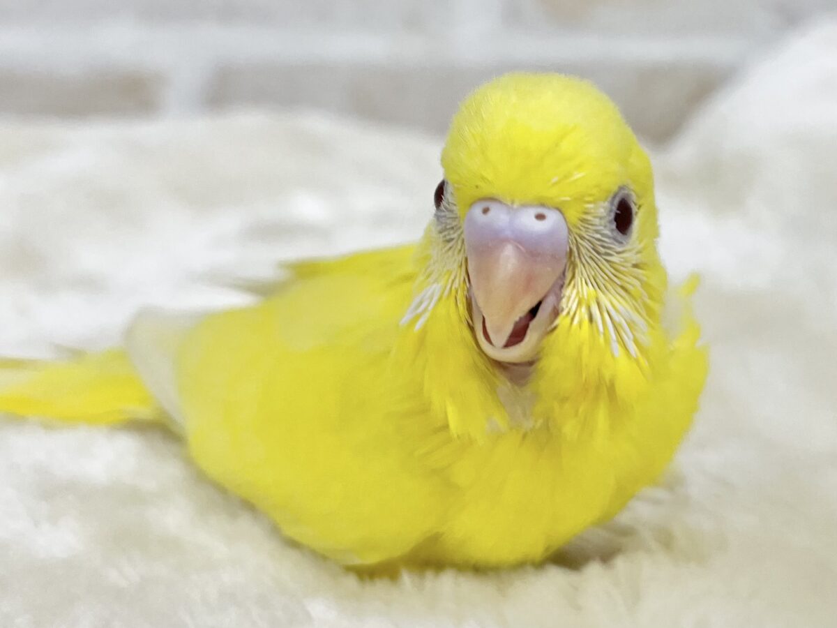 セキセイインコ