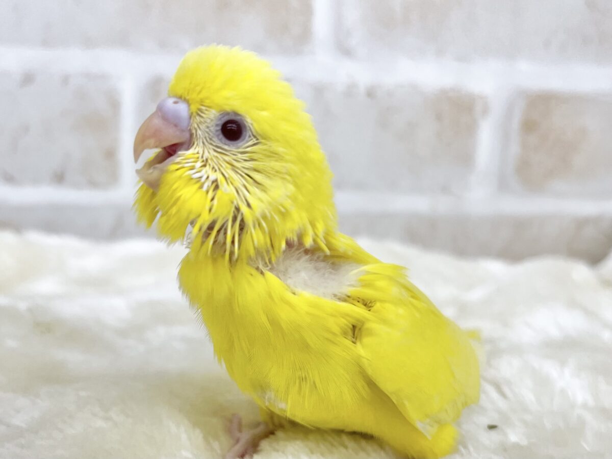 セキセイインコ