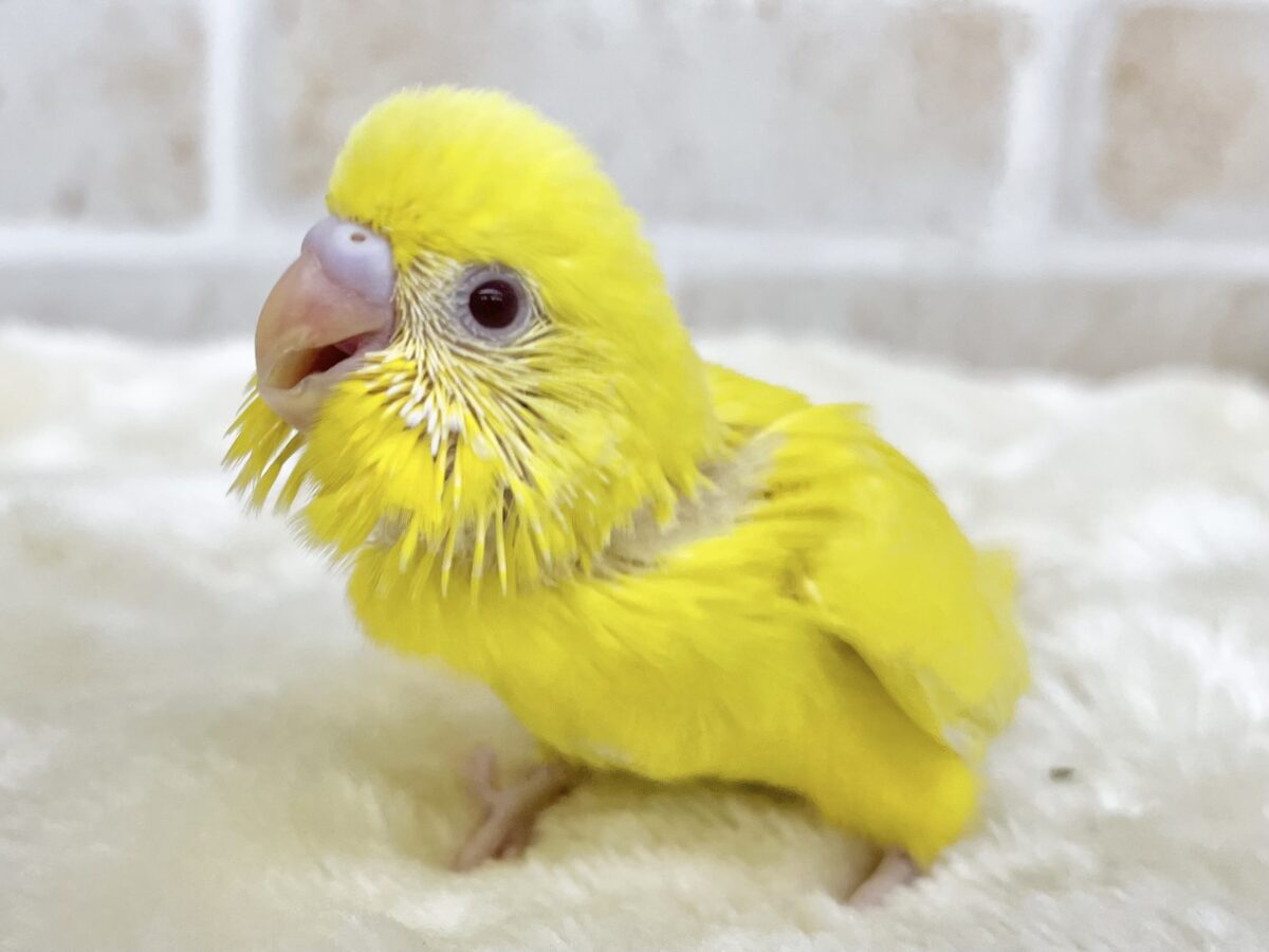 セキセイインコ