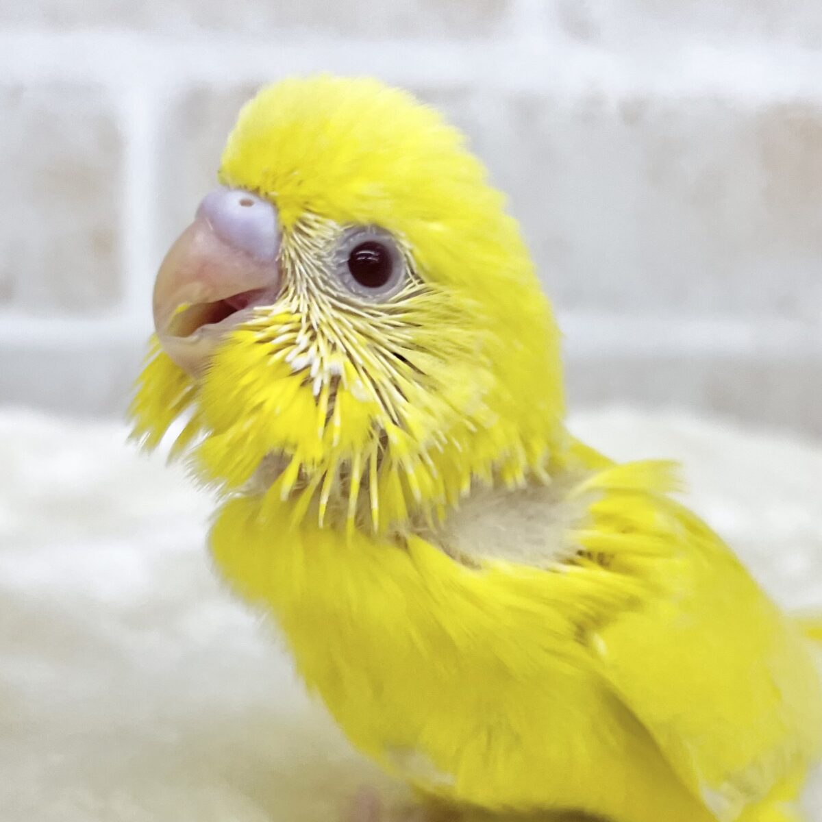 幸せの黄色いトリちゃん💛☀️✨　セキセイインコ（ルチノー）