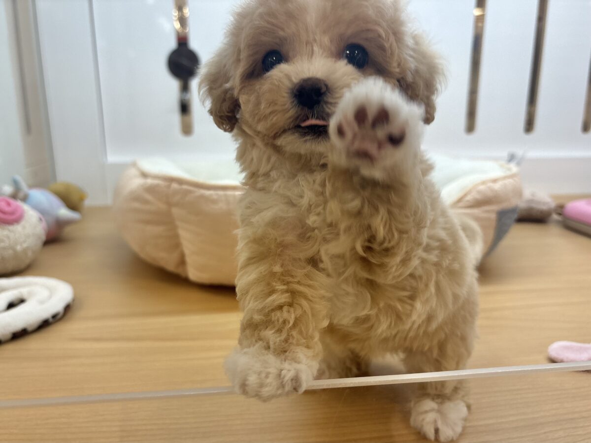 マルプー