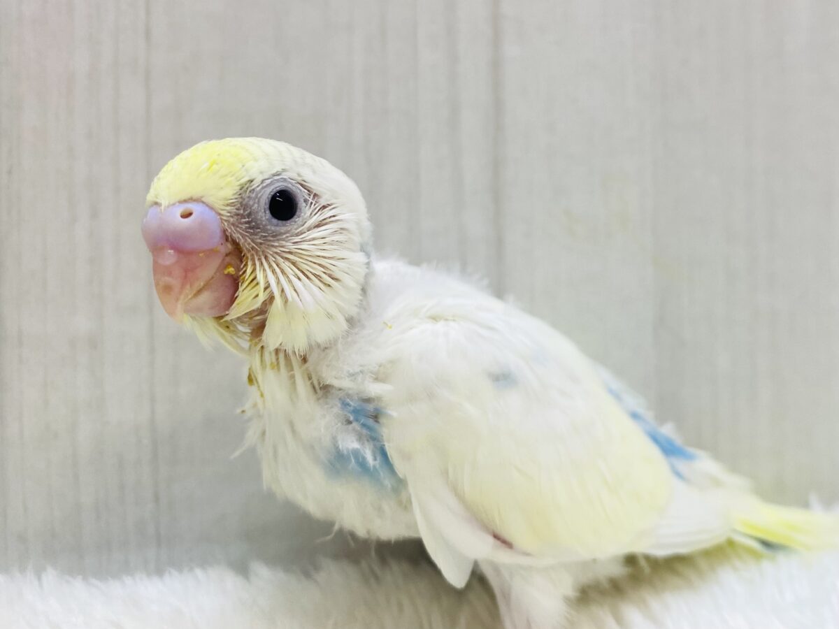 ちょこっとブルーに注目です️🩵あわ〜いセキセイインコやって来た！！