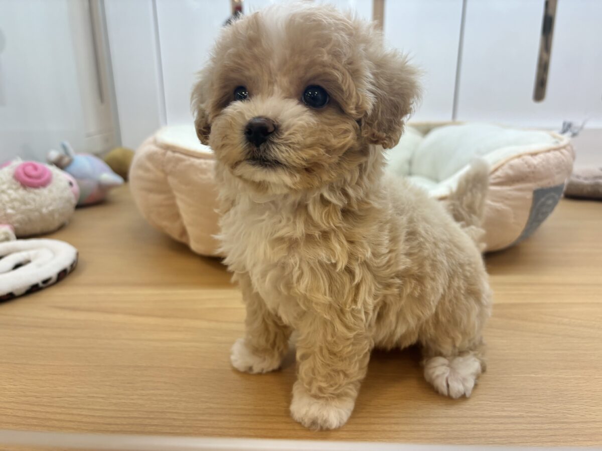 マルプー