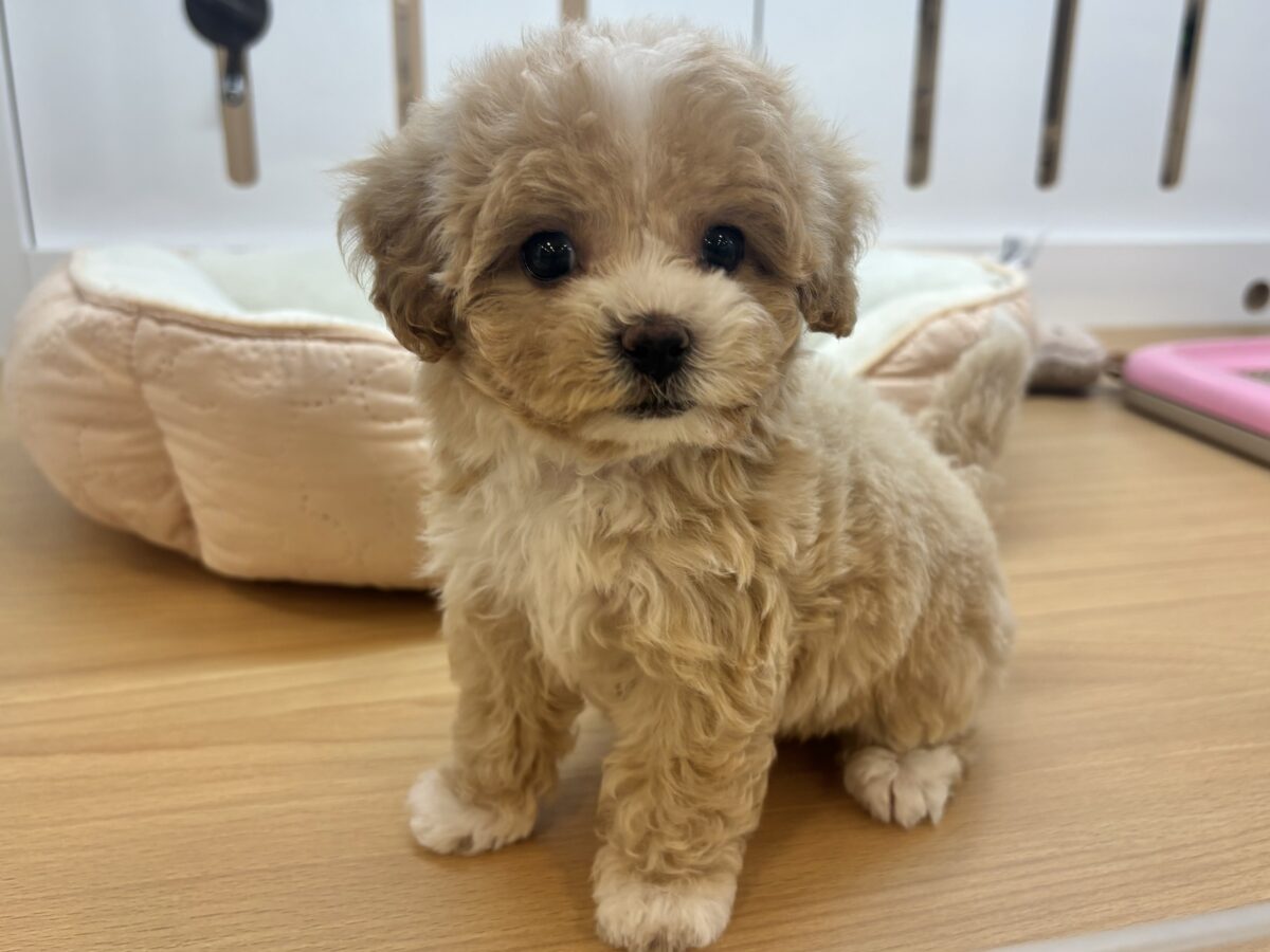マルプー