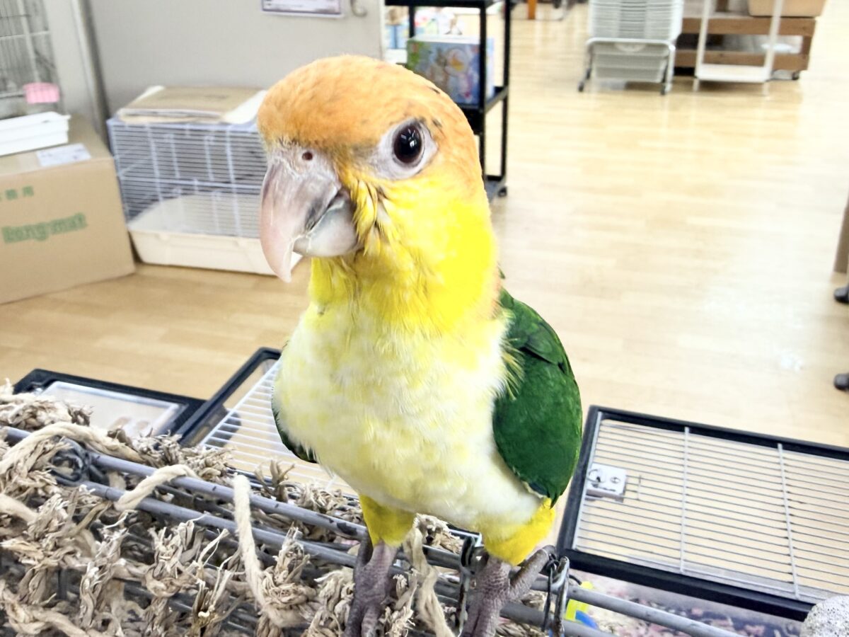 シロハラインコ