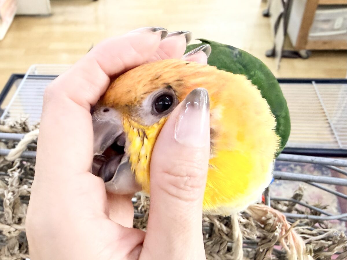 シロハラインコ