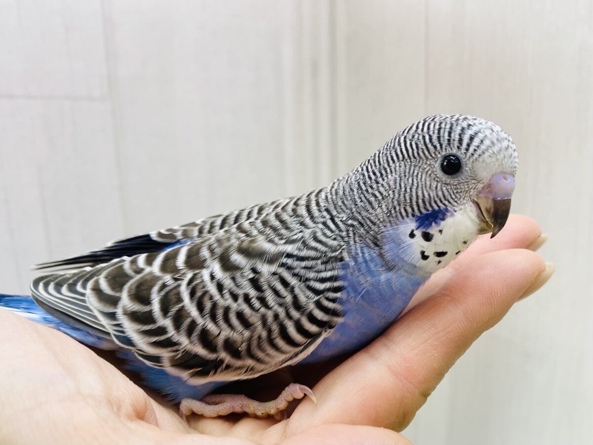 まるでアート🎨❣️模様がびっしりセキセイインコノーマル⭐️