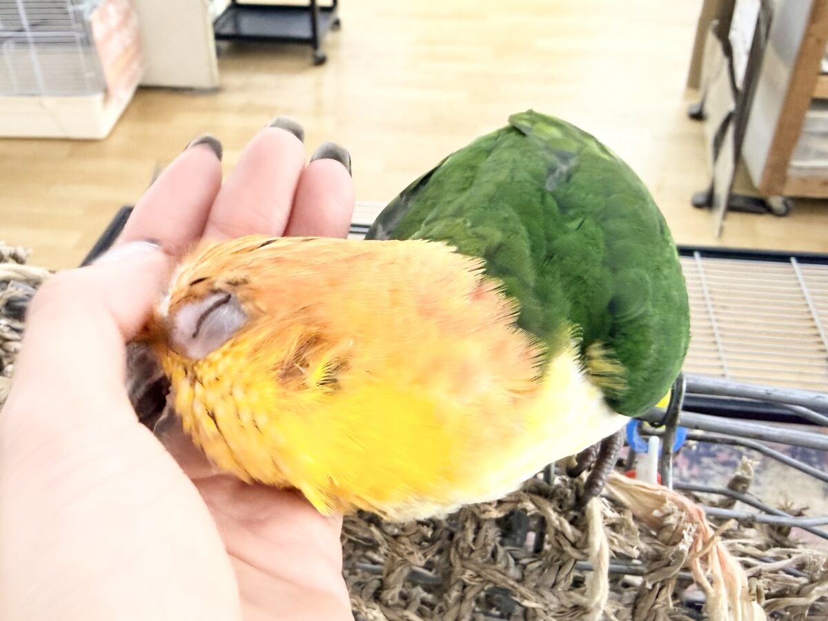 シロハラインコ