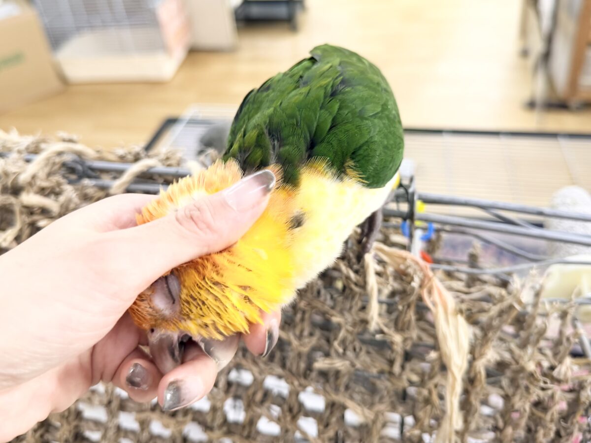 シロハラインコ