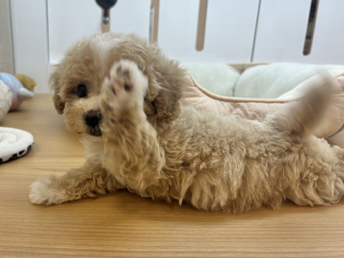 マルプー