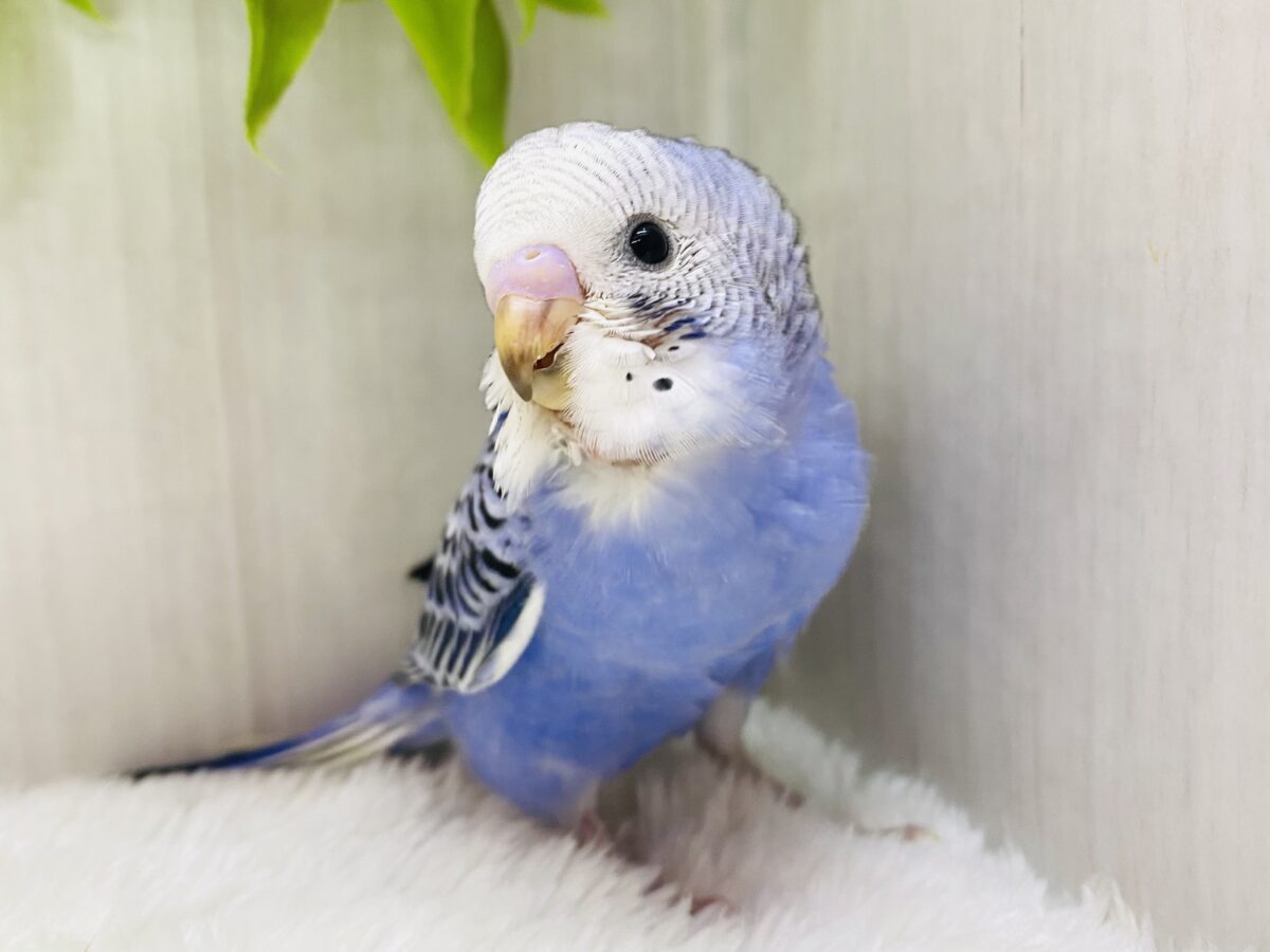 定番カラーの人気者👑✨セキセイインコブルーオパーリン💙