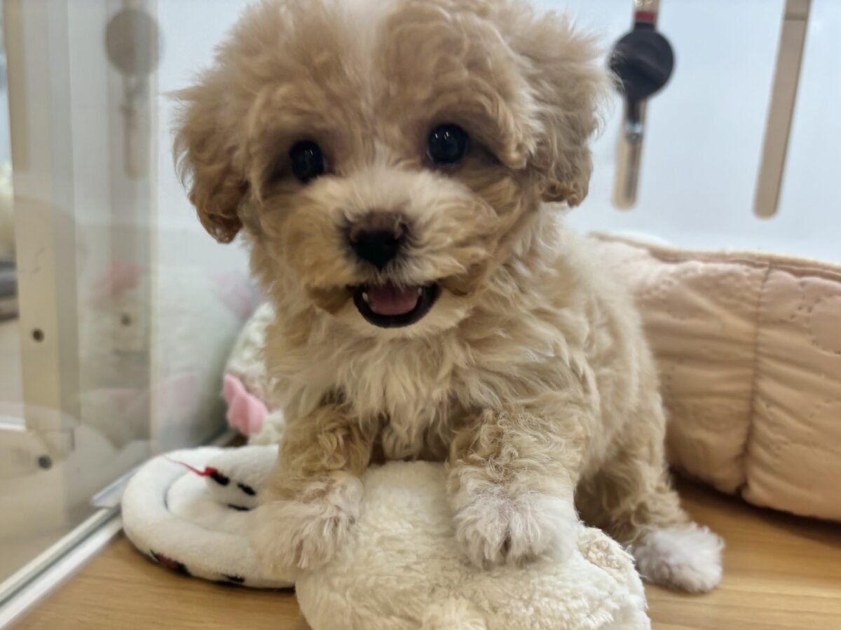 マルプー