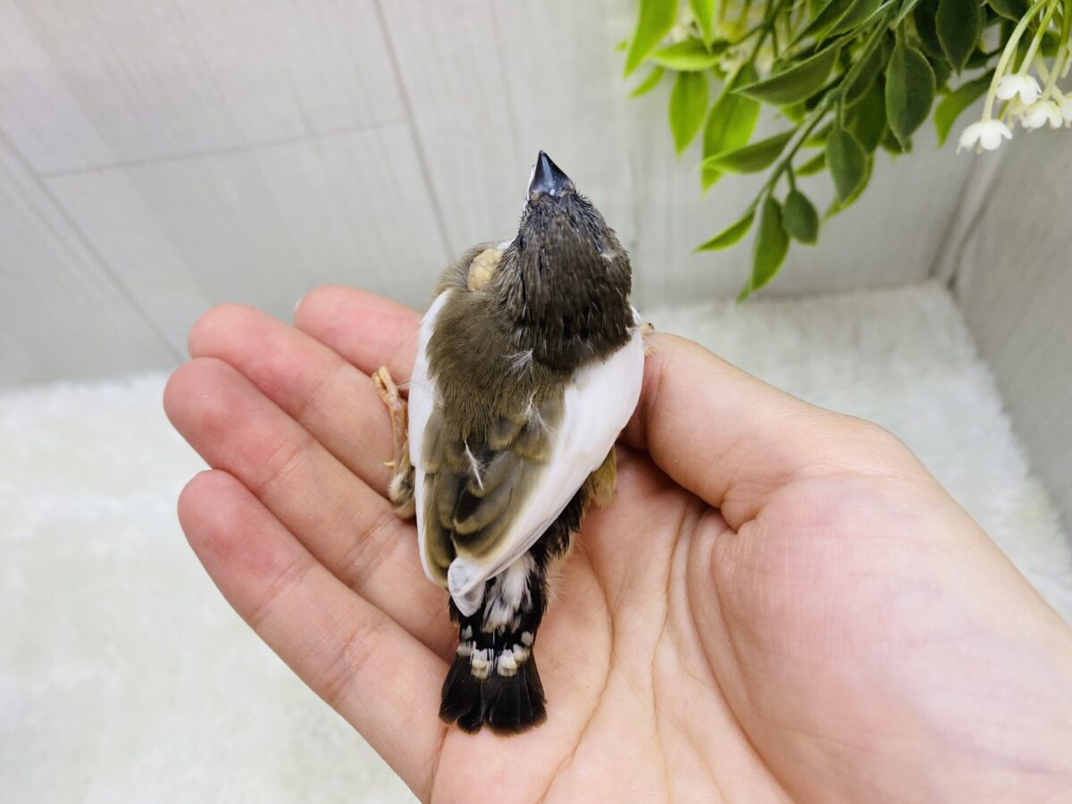 錦花鳥（キンカチョウ）