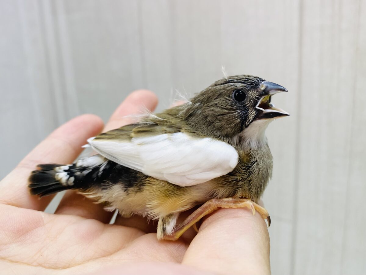 ちょこっと白が入ってます❕キンカ鳥パイド🌟