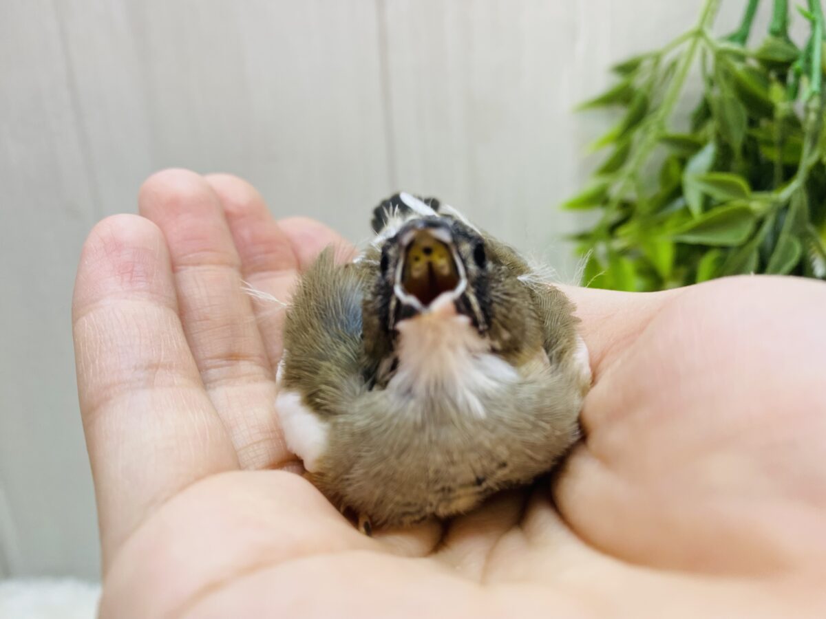 錦花鳥（キンカチョウ）