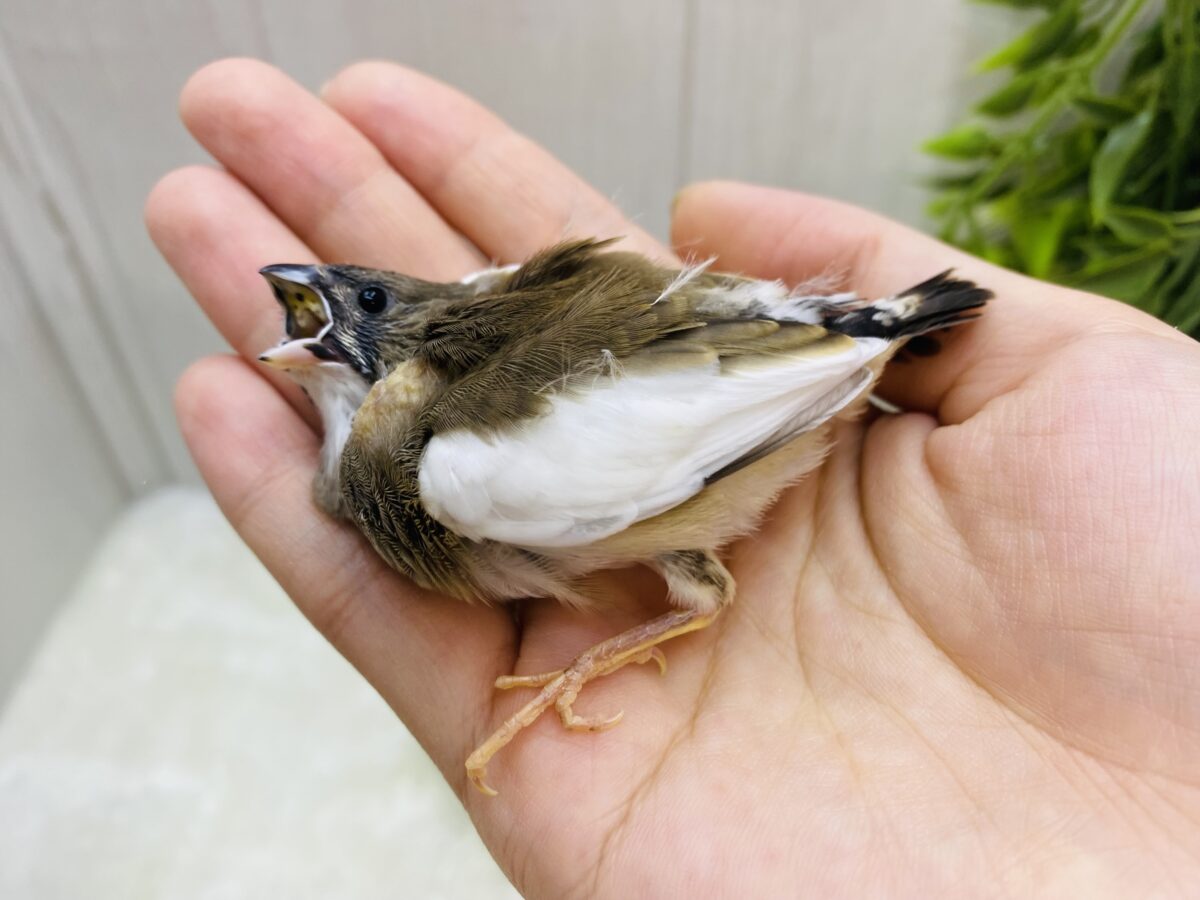 錦花鳥（キンカチョウ）