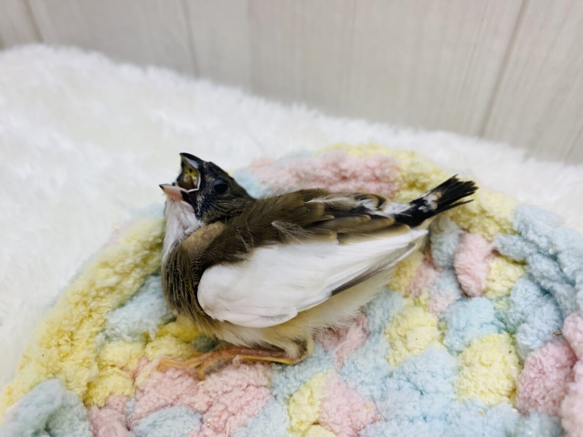 錦花鳥（キンカチョウ）