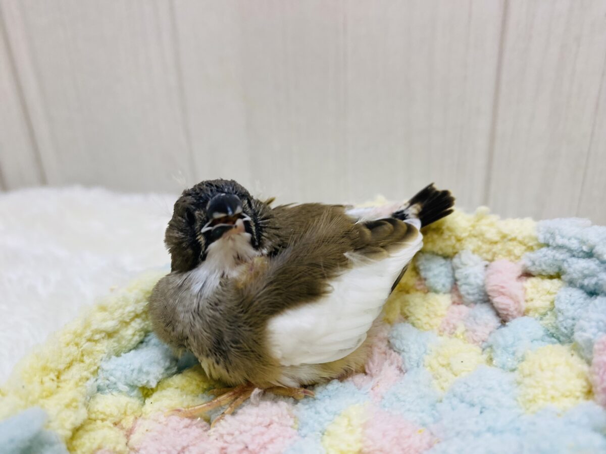 錦花鳥（キンカチョウ）