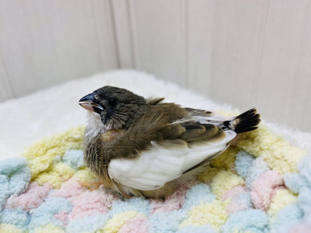 錦花鳥（キンカチョウ）