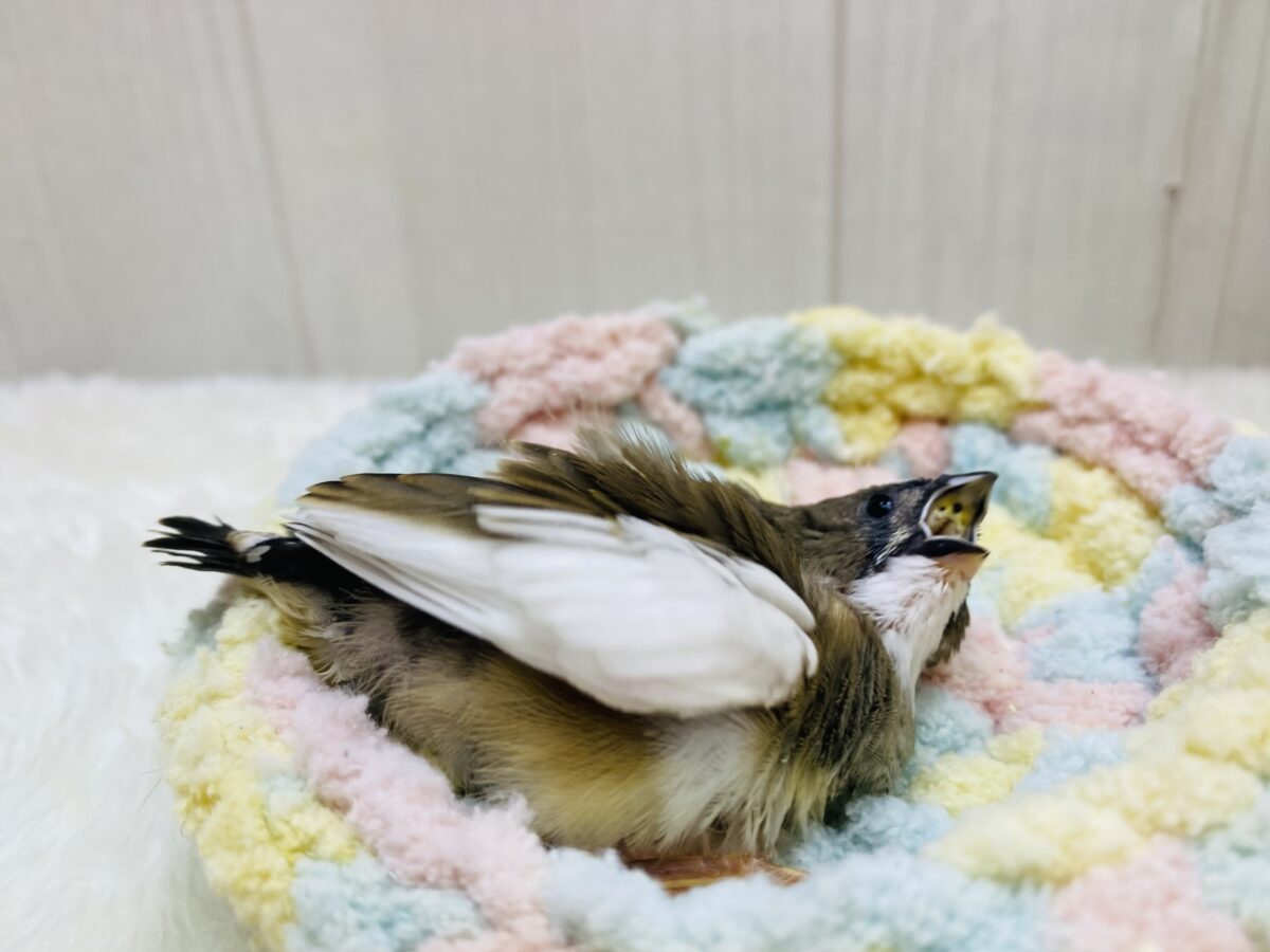 錦花鳥（キンカチョウ）