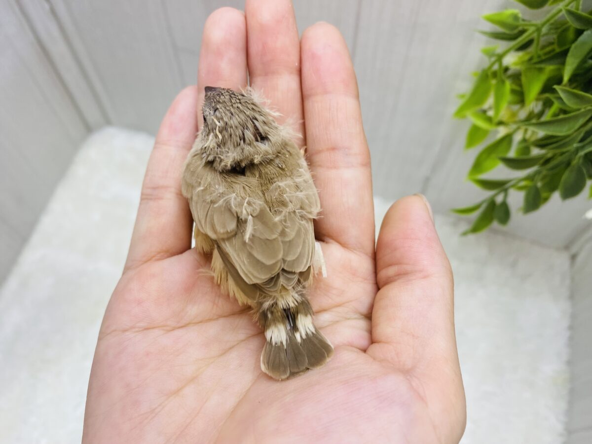 錦花鳥（キンカチョウ）