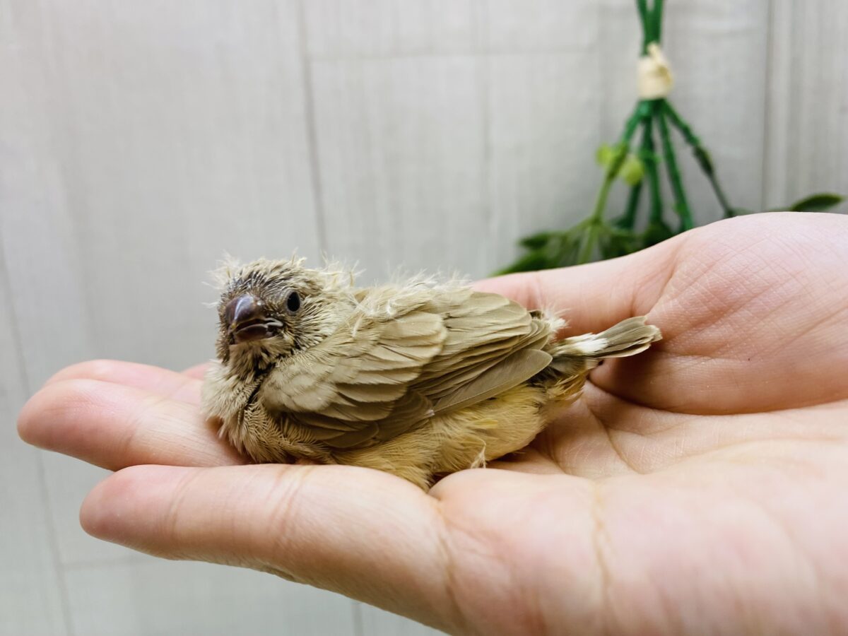 錦花鳥（キンカチョウ）