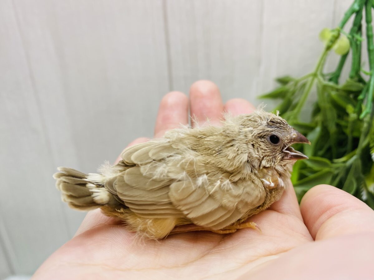 錦花鳥（キンカチョウ）