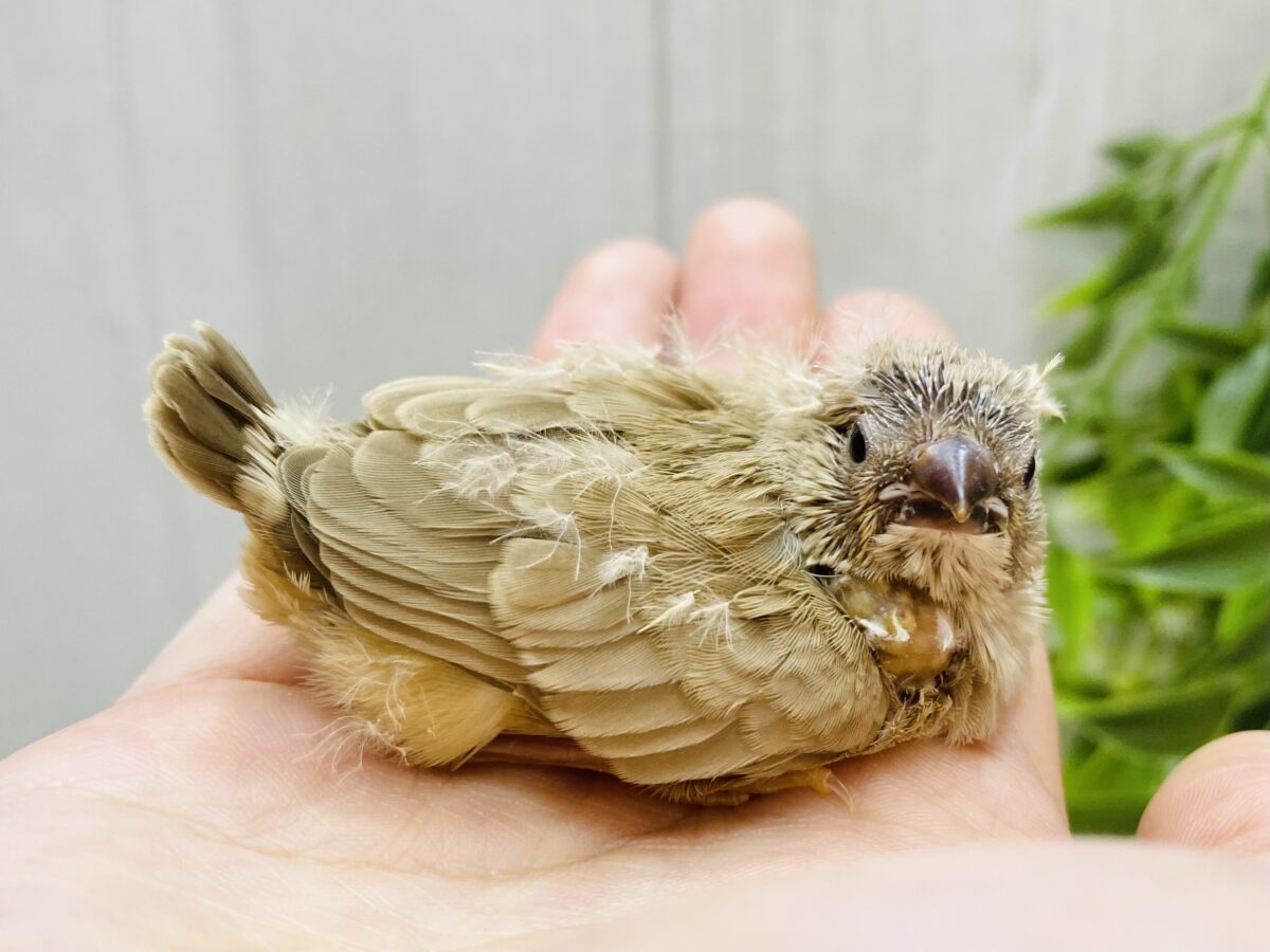 ムッとした表情にイチコロです🧡人気カラーのキンカ鳥フォーン‼️