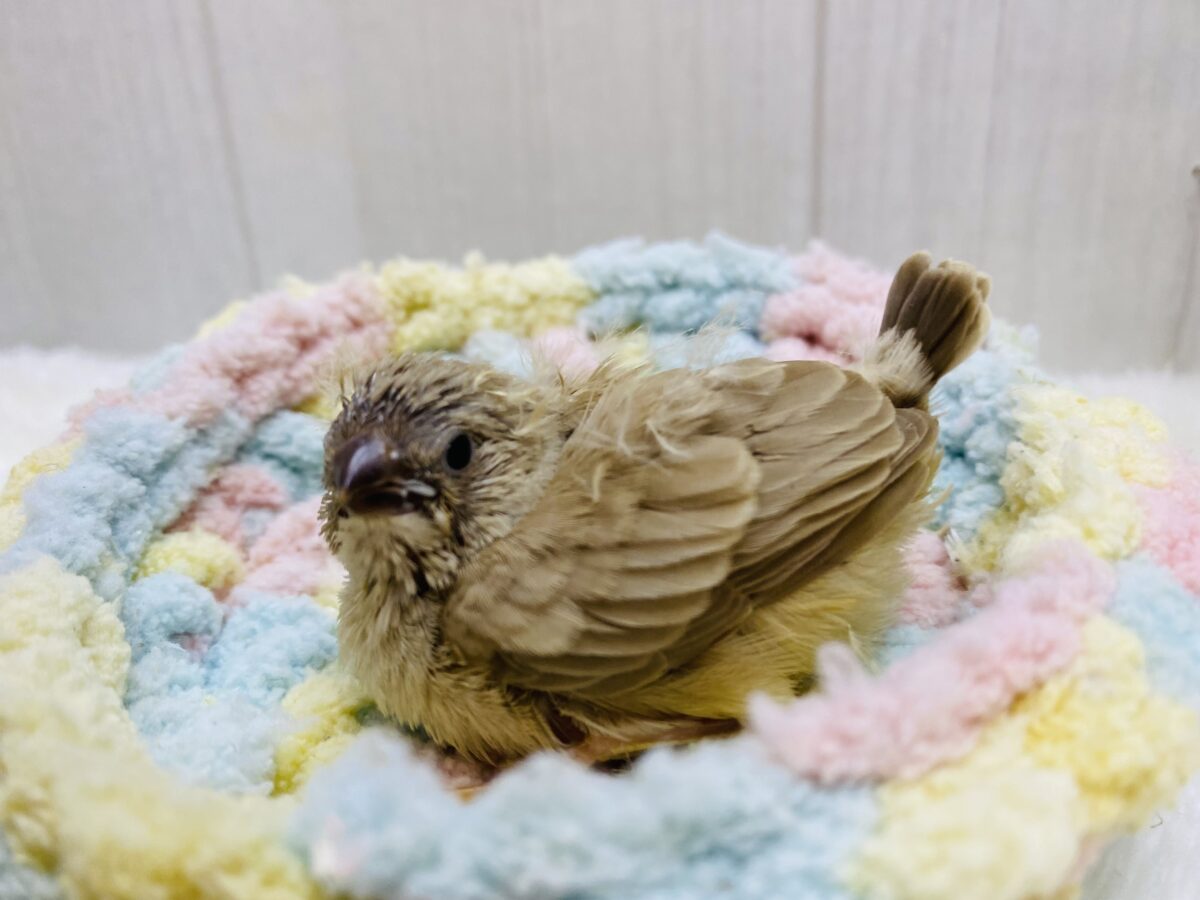 錦花鳥（キンカチョウ）