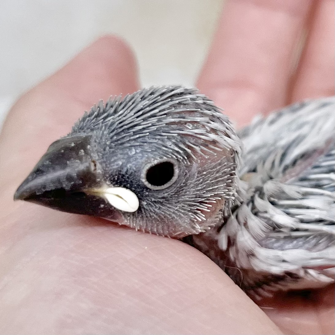 クールカラー文鳥🆒✨　シルバー文鳥