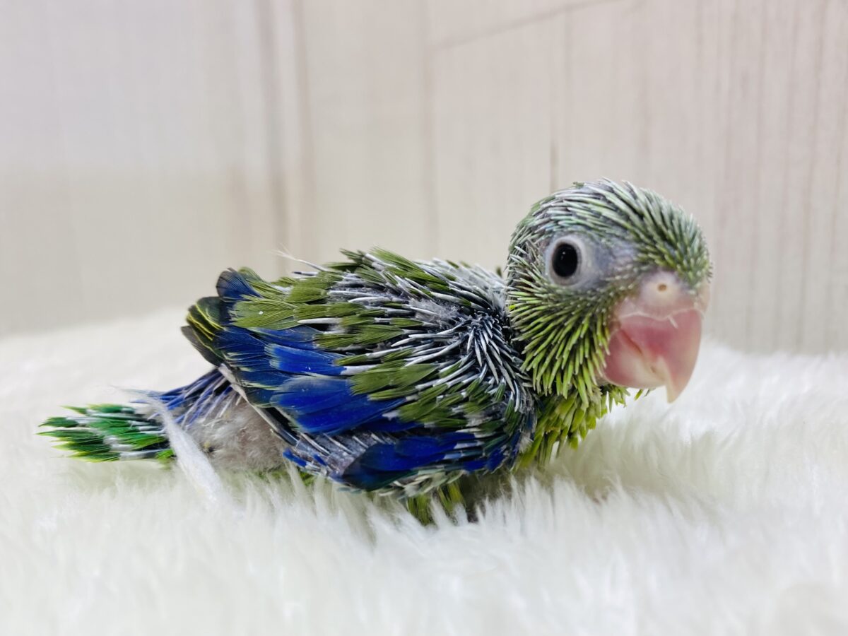 最新画像有ります⭐️男の子の目印‼️ブルーに注目です💙マメルリハ