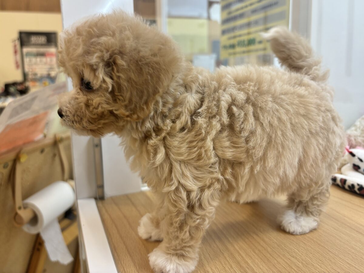 マルプー
