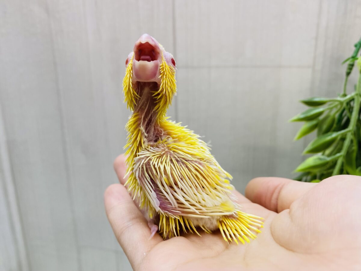 マメルリハ