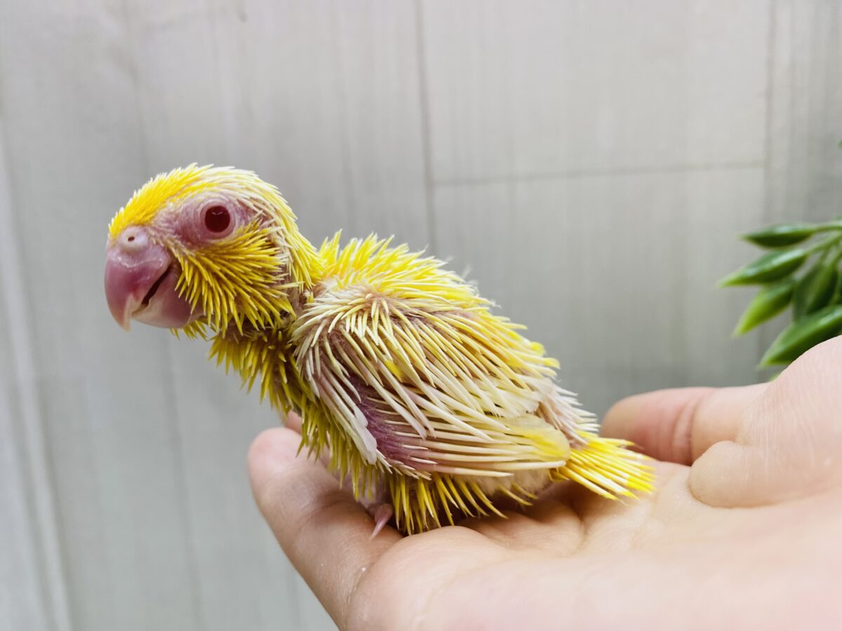 マメルリハ