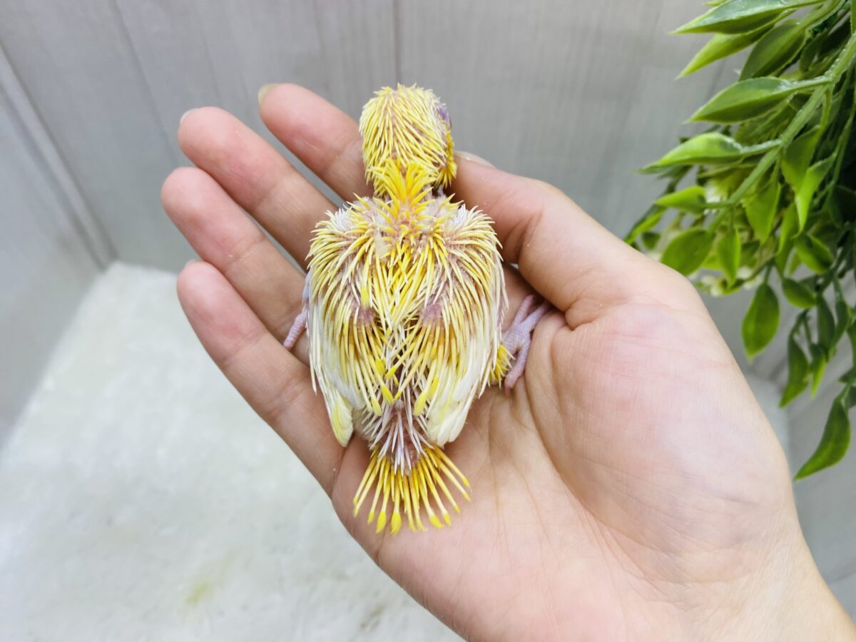 マメルリハ