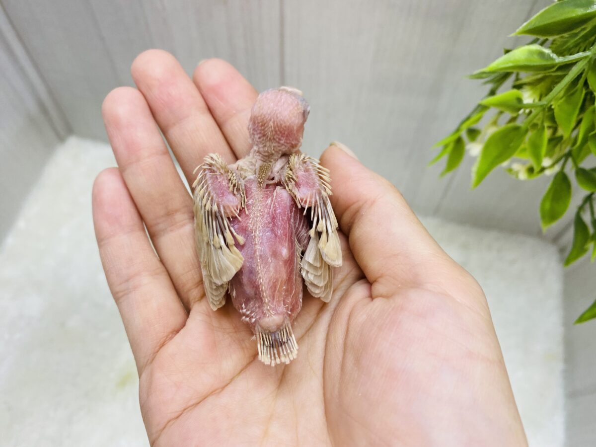 シナモン文鳥