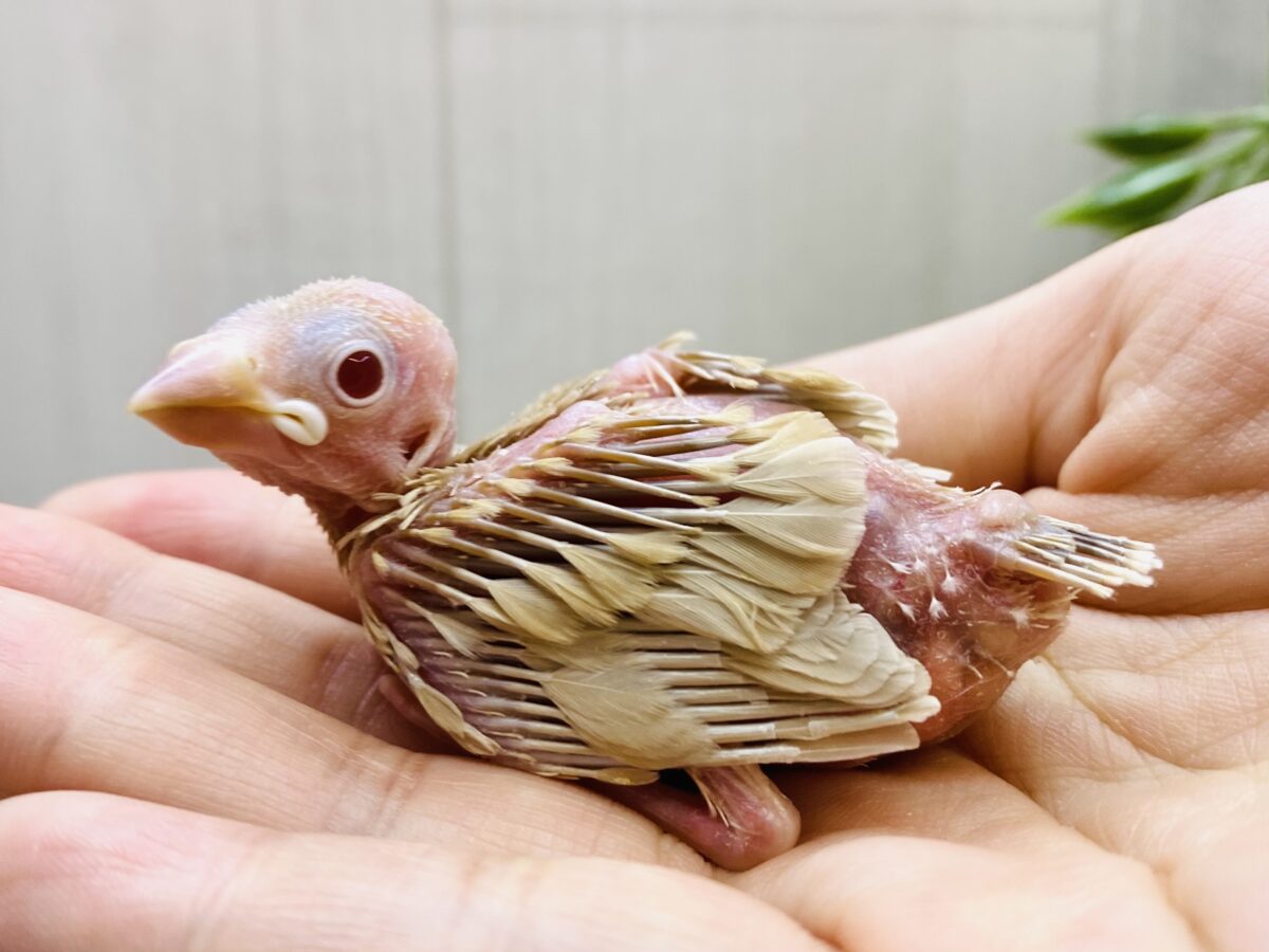 すくすく成長中🌟シナモン文鳥やって来た‼️