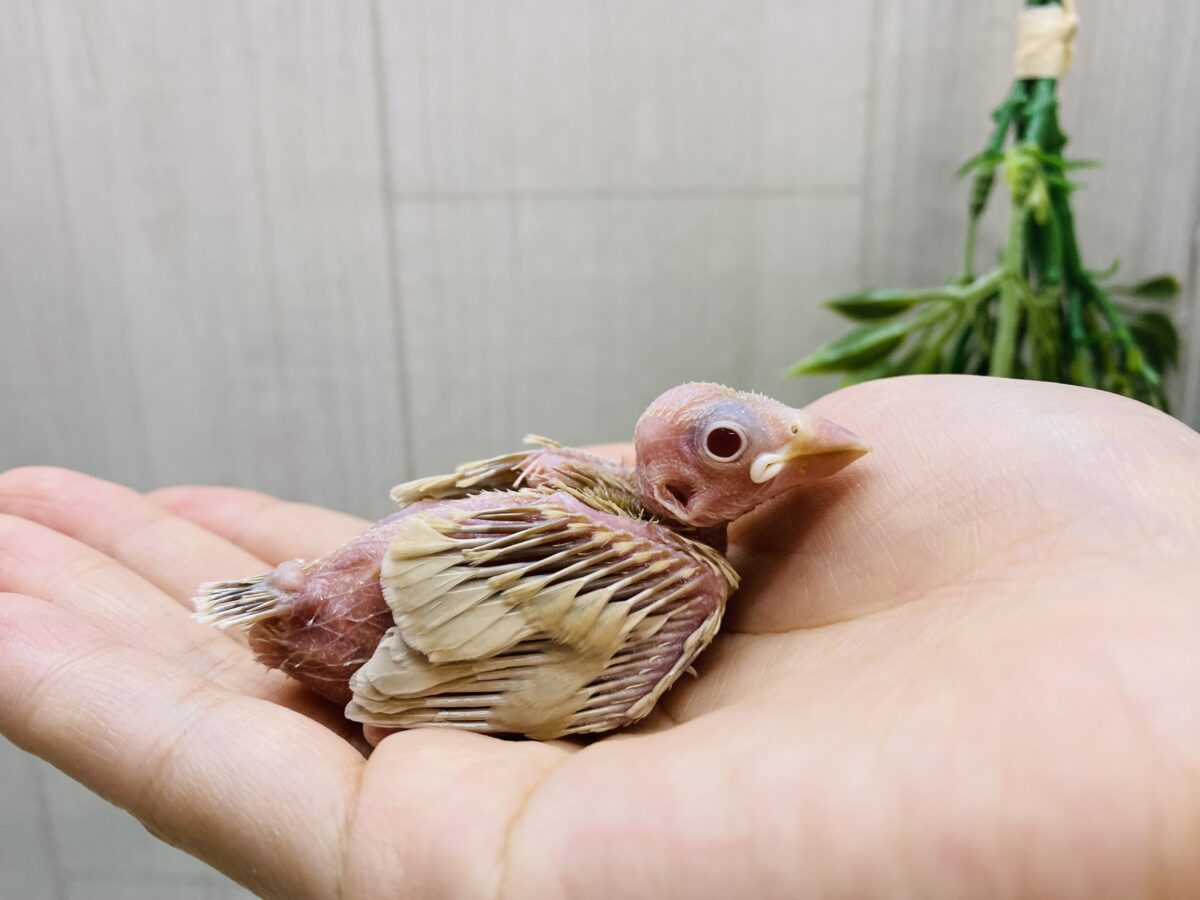シナモン文鳥