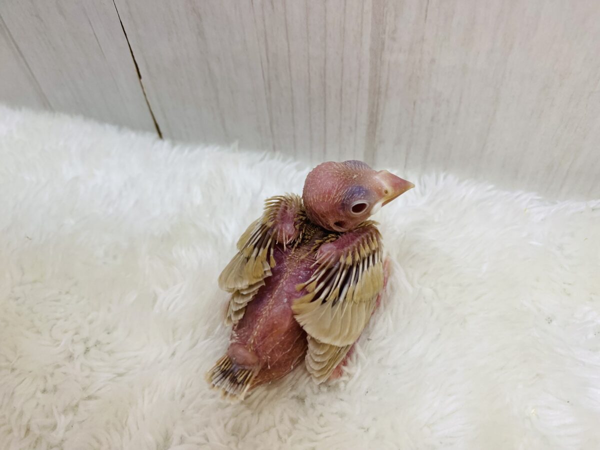 シナモン文鳥