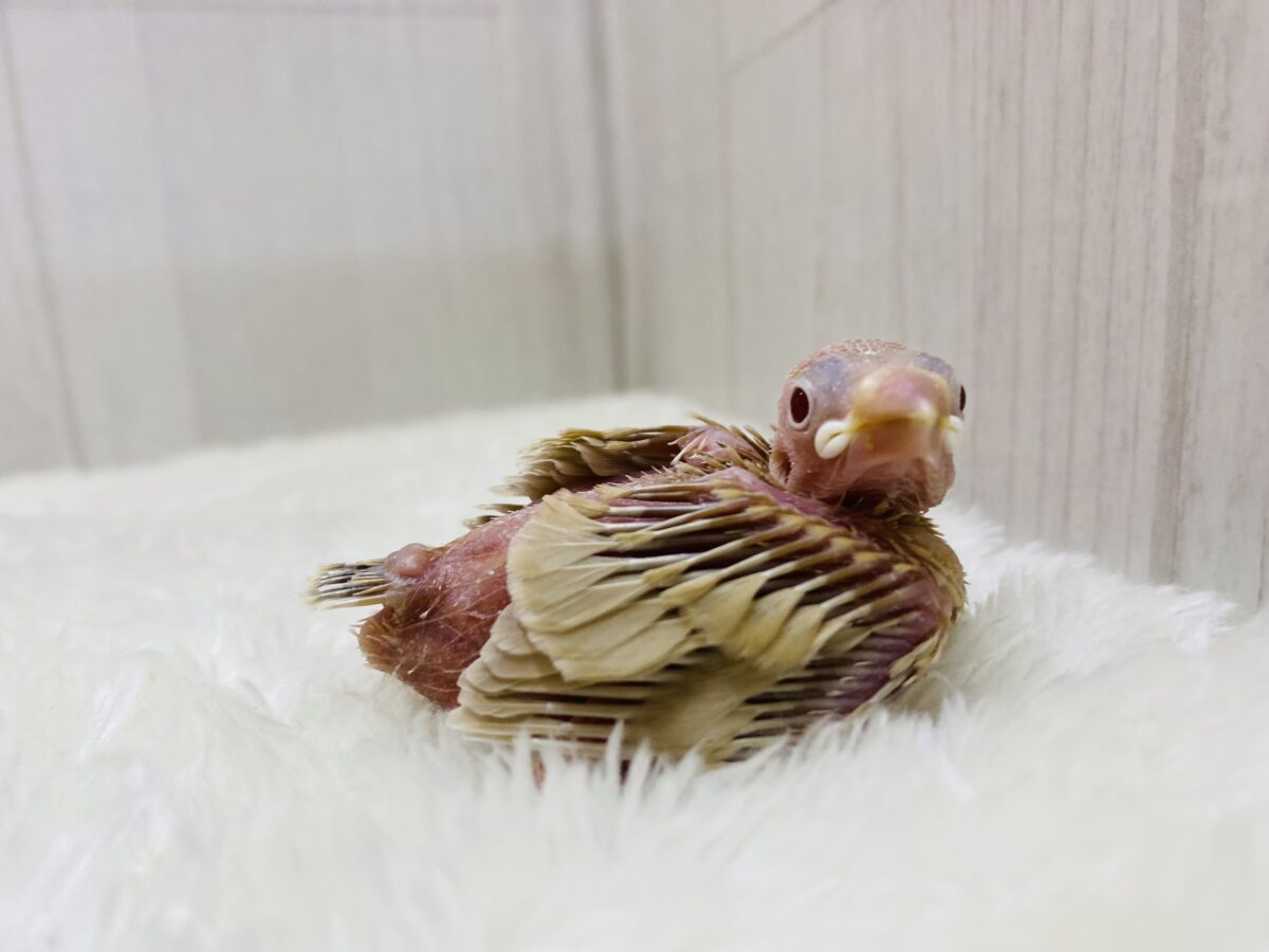シナモン文鳥