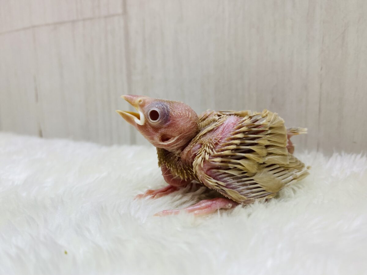 シナモン文鳥