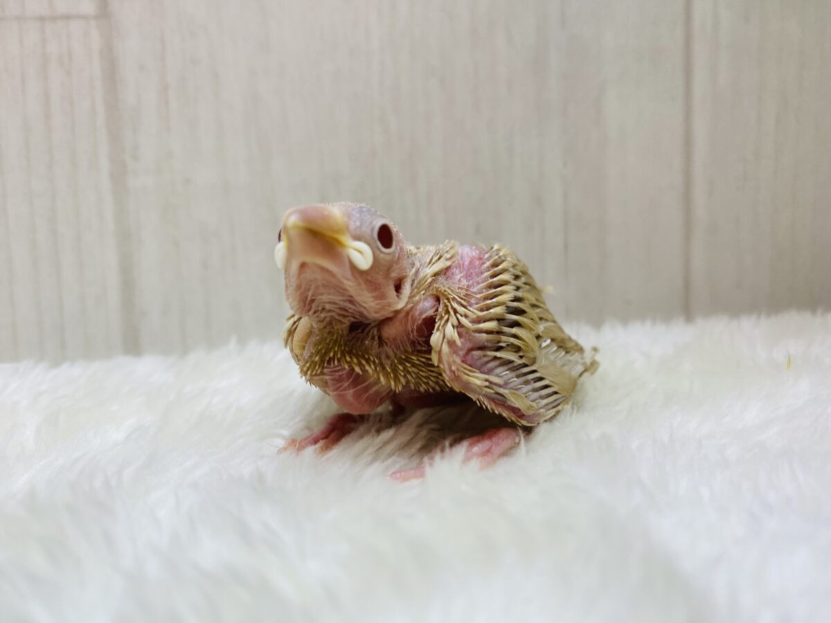 シナモン文鳥