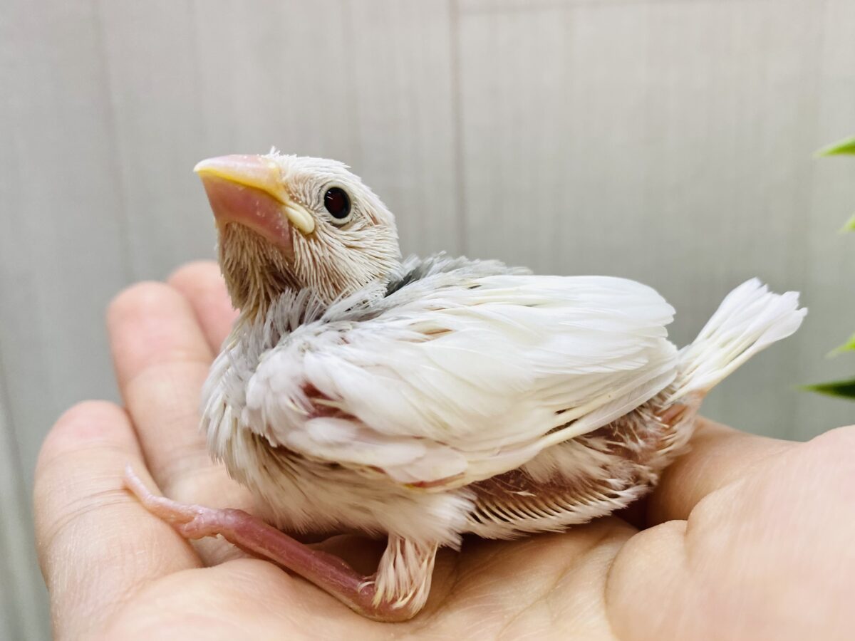 ちょこっとグレーもチャームポイント☝️✨白文鳥さんやって来た❗️