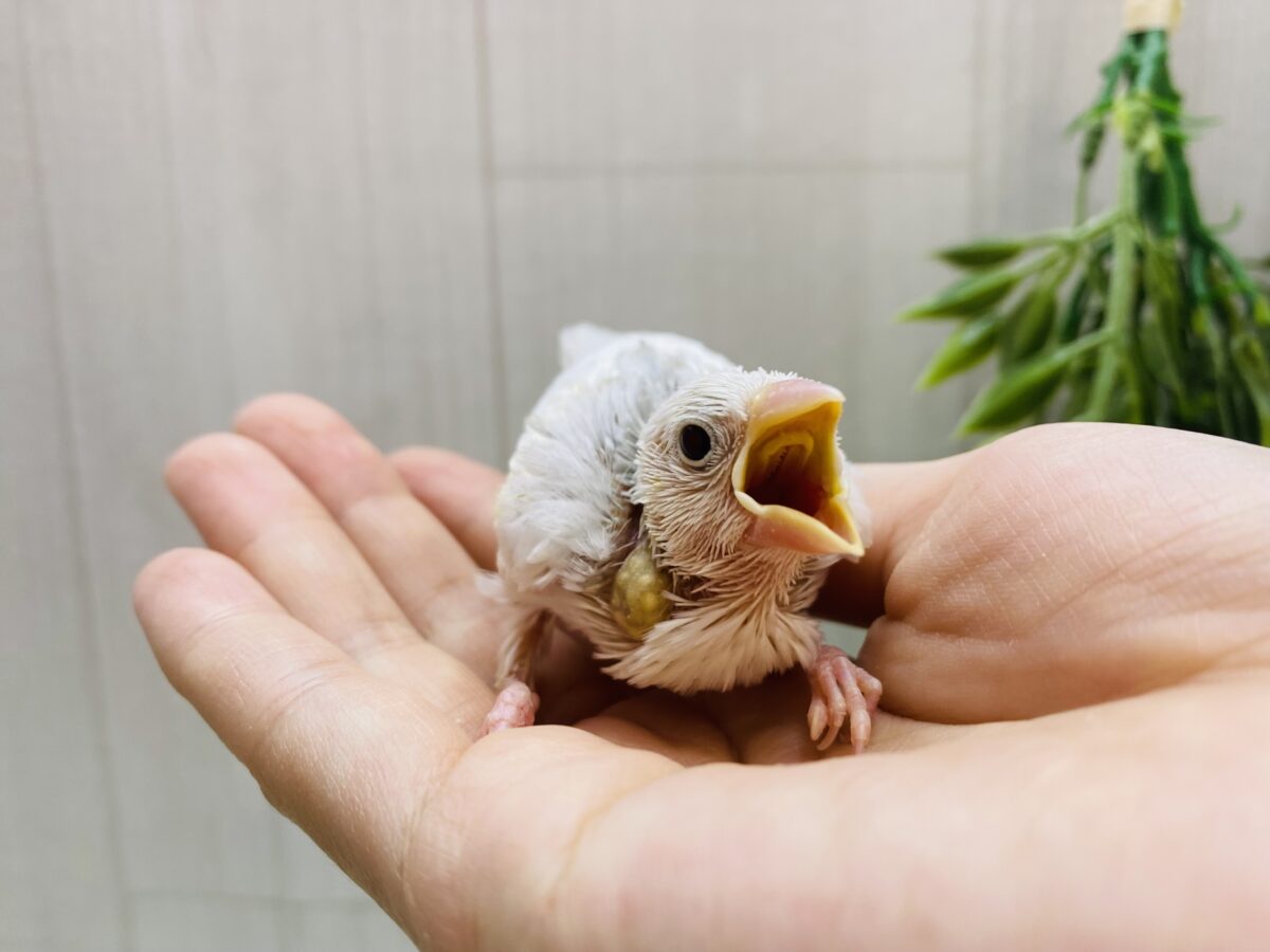 白文鳥