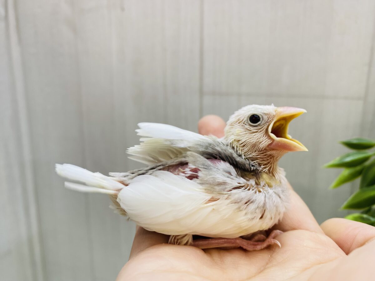 白文鳥
