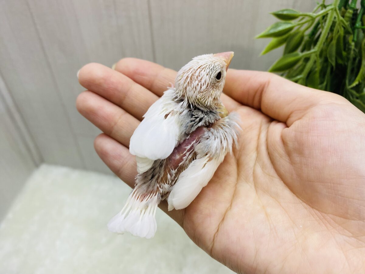 白文鳥
