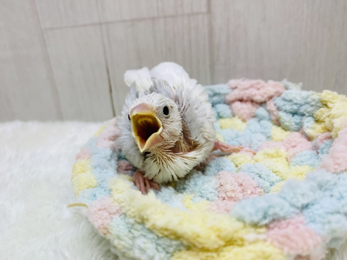 白文鳥