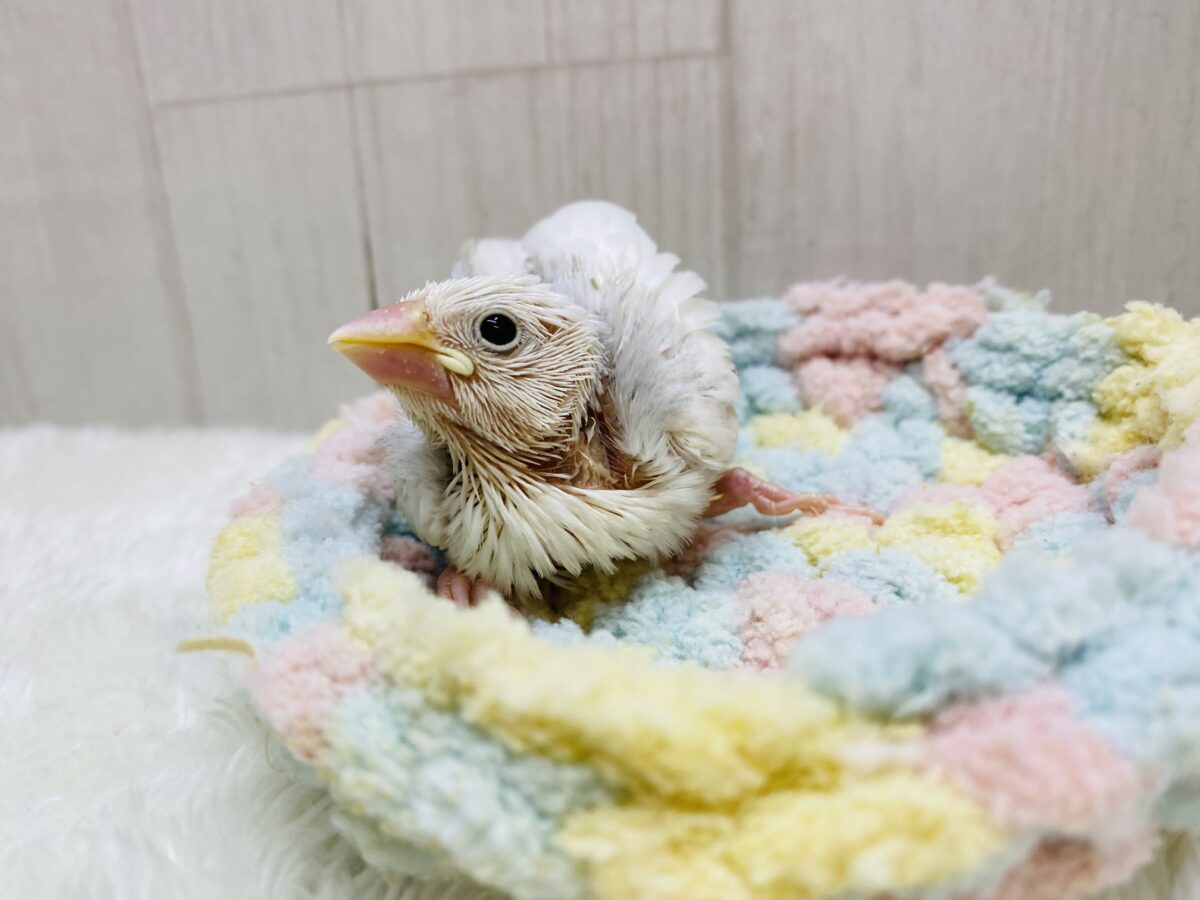 白文鳥