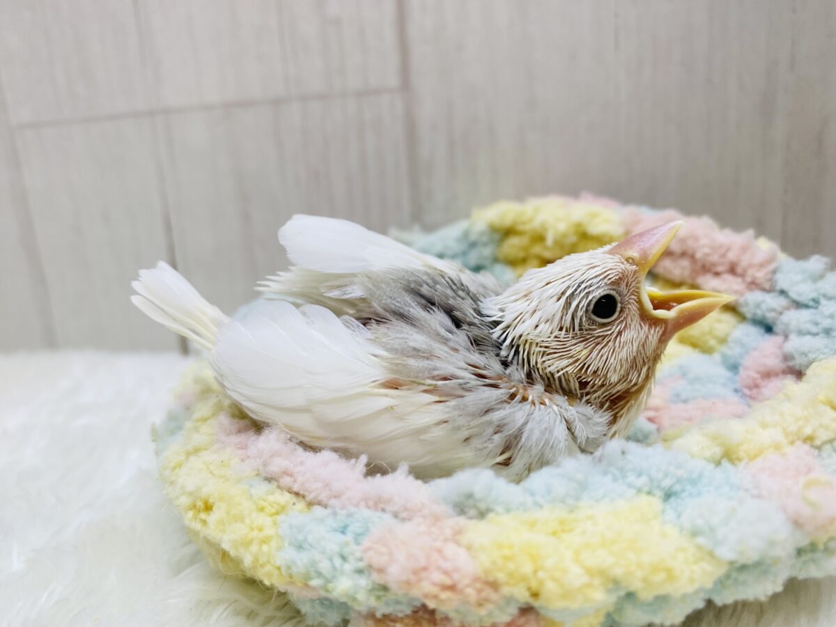 白文鳥