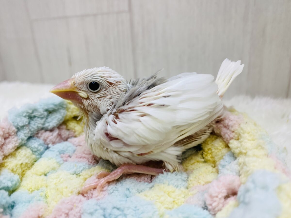 白文鳥